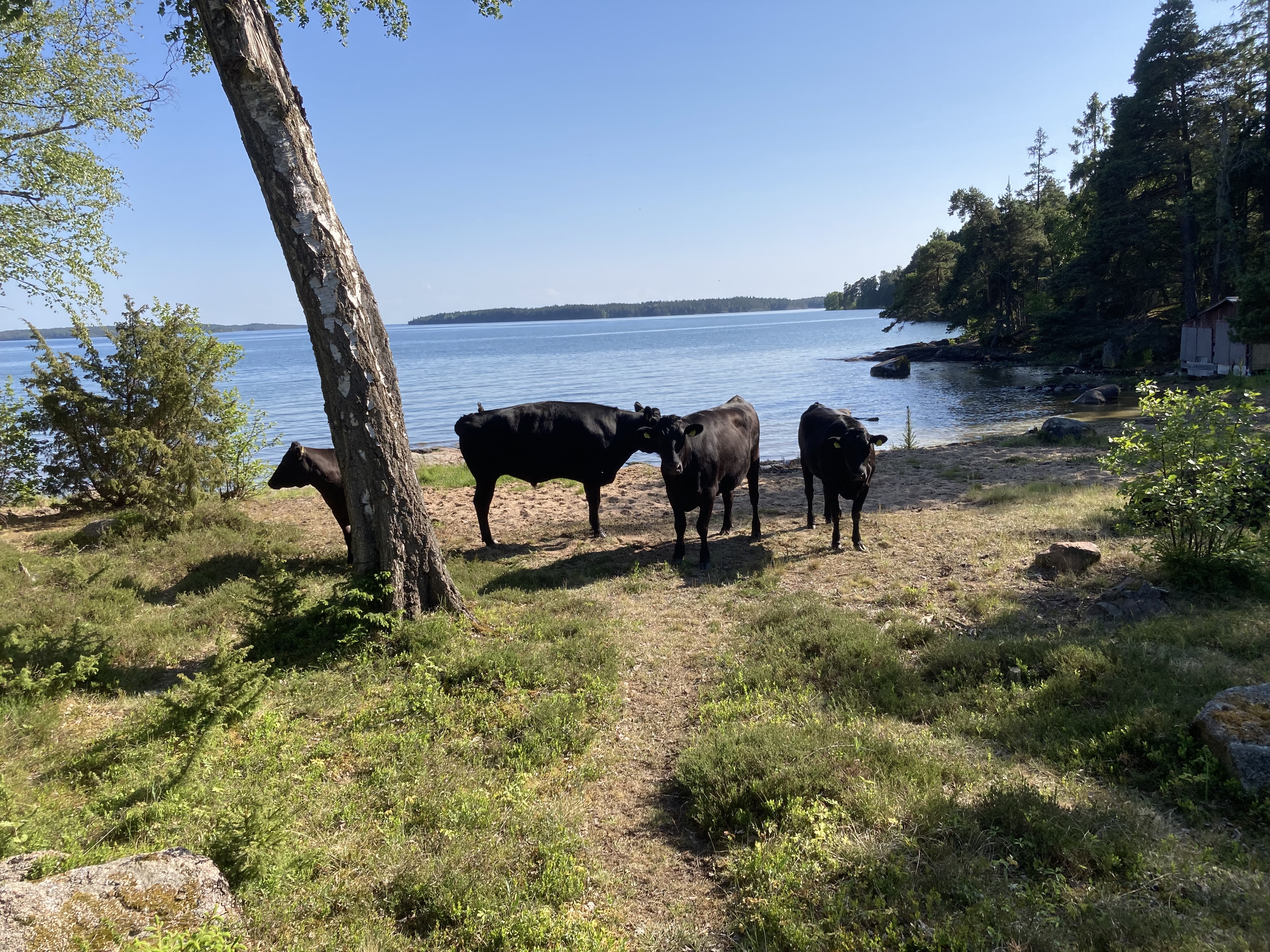 SRB × Wagyu-kor vid Vätterns strand